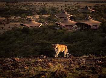 Mahali Mzuri: Löwin nahe den Zeltsuiten