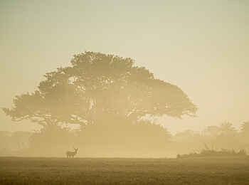 Mukambi Busanga Plains Camp: Nebel über der Ebene Mukambi Busanga Plains Camp: Nebel über der Ebene