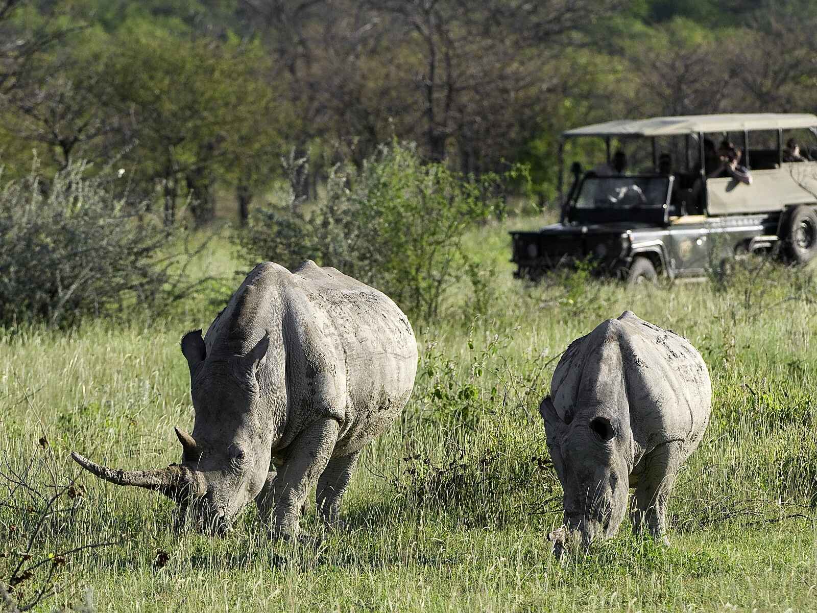 Ongava Lodge: Breitmaulnashörner Ongava Lodge: Breitmaulnashörner