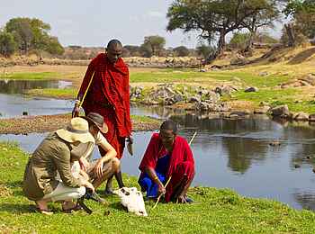 Ruaha River Lodge: Krokodilschädel Ruaha River Lodge: Krokodilschädel