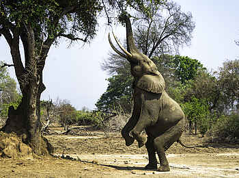 Ruckomechi Camp: Giraffe müßte man sein Ruckomechi Camp: Giraffe müßte man sein