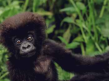 Sambora Kinigi Lodge: Gorillababy im Wald