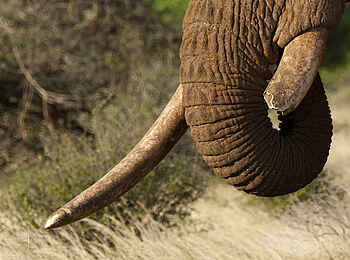 Saruni Samburu: Von Kämpfen gezeichnet