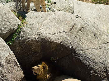 Sayari Camp: Löwen zwischen Felsen Sayari Camp: Löwen zwischen Felsen