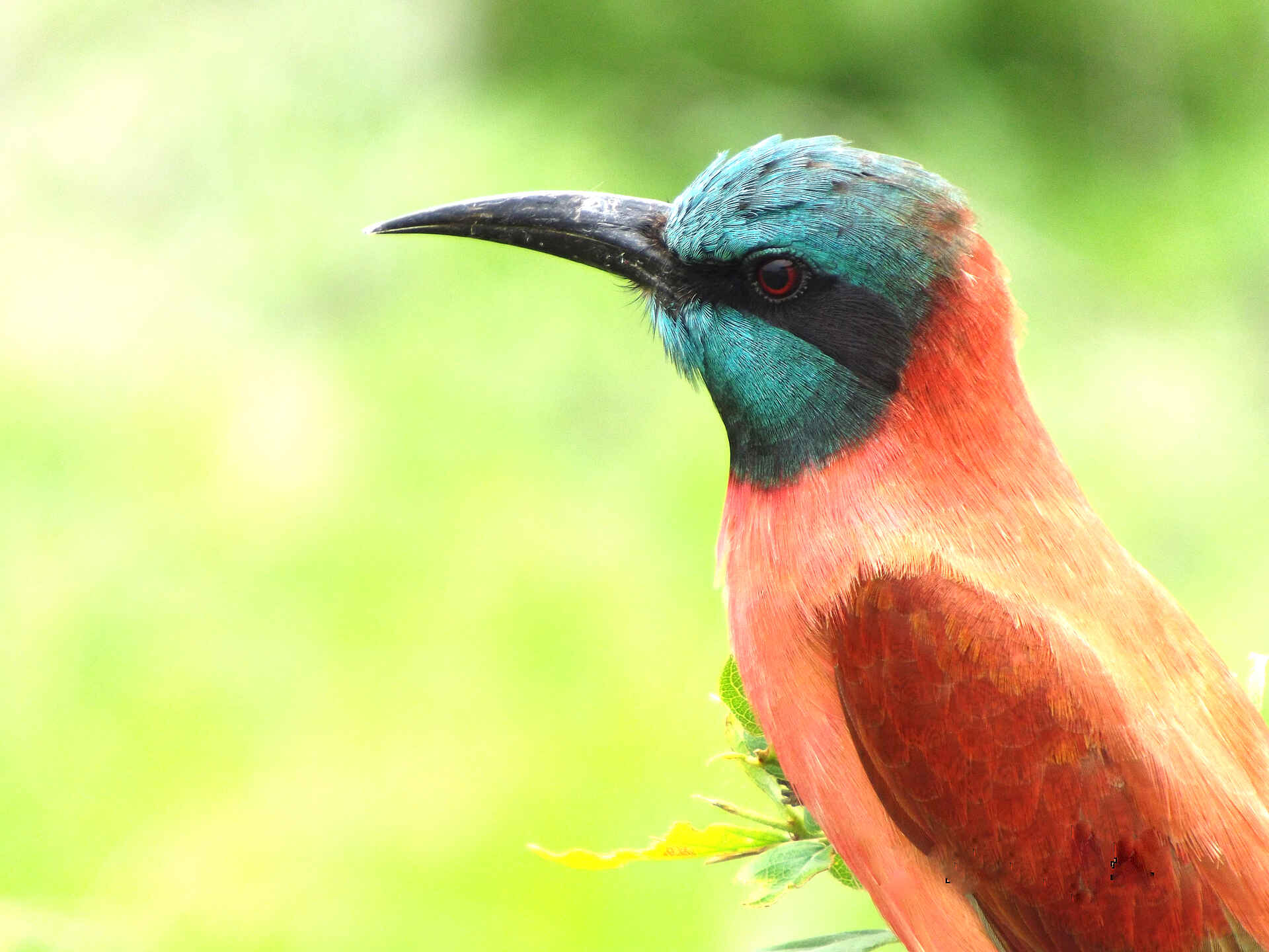 adventure camps, safari, selous impala camp, selous wildreservat, vogel, wildtier, afrikarma, afrikarma safaris, afrikarma safaris - wildnis. hautnah., afrikarma.de