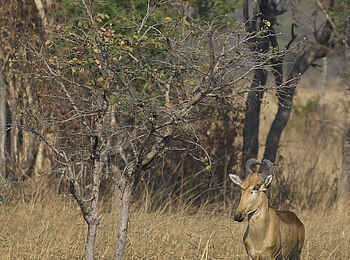 Shumba Camp: Lichtenstein-Antilope Shumba Camp: Lichtenstein-Antilope