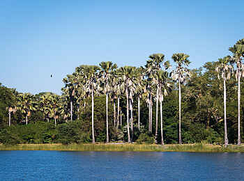 Kuthengo Camp: Palmenhain Kuthengo Camp: Palmenhain