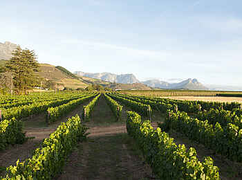 L'Avenir Country Lodge: Ausblick auf die Grünen Weinreben L'Avenir Country Lodge: Ausblick auf die Grünen Weinreben