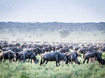 Legendary Mila Tented Camp: Gnuherde