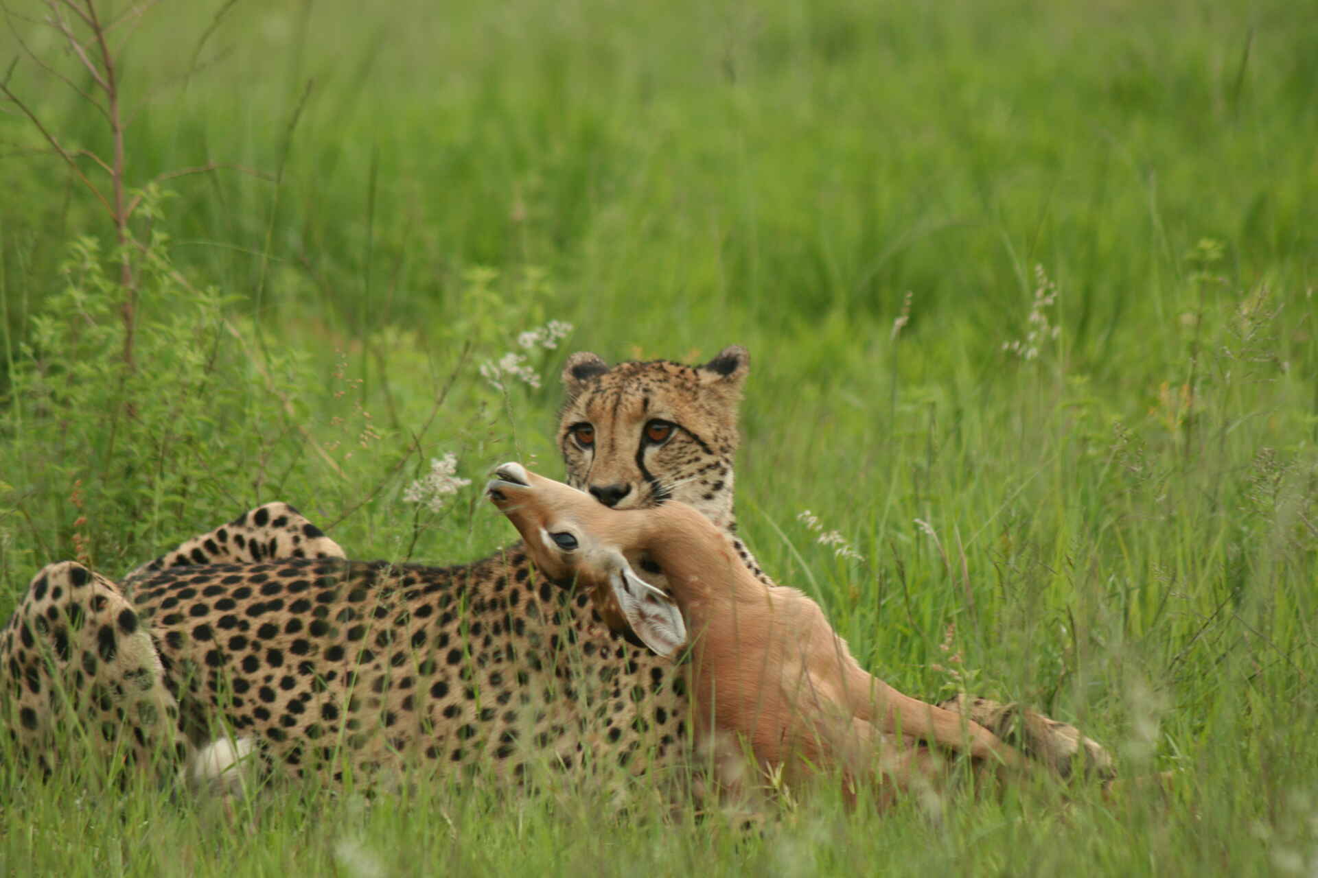 5 Sterne, Big Five, Lodge, Safari, Welgevonden, Welgevonden Game Reserve, Geparden, Wildlife, Afrikarma, Afrikarma Safaris, Afrikarma Safaris - Wildnis. Hautnah., Afrikarma.de