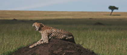 Masai Mara