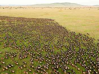 Ol Seki Hemingways Mara: Eine große Büffelherde