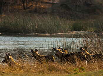 Selinda Camp: Afrikanische Wildhunde am Flussufer