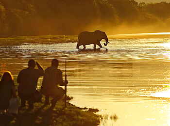 Time + Tide Chongwe: Elefant im Sambesi