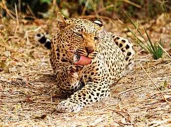 Tusk and Mane Safaris: Katzenwäsche Tusk and Mane Safaris: Katzenwäsche