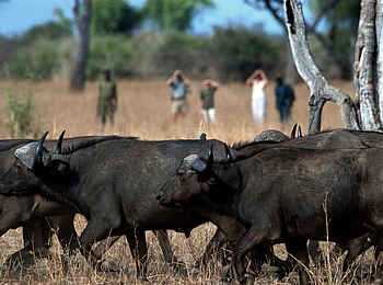 Chikoko Tree Camp: Büffelherde Chikoko Tree Camp: Büffelherde