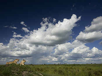 Duba Plains Camp: Löwen scannen die Landschaft