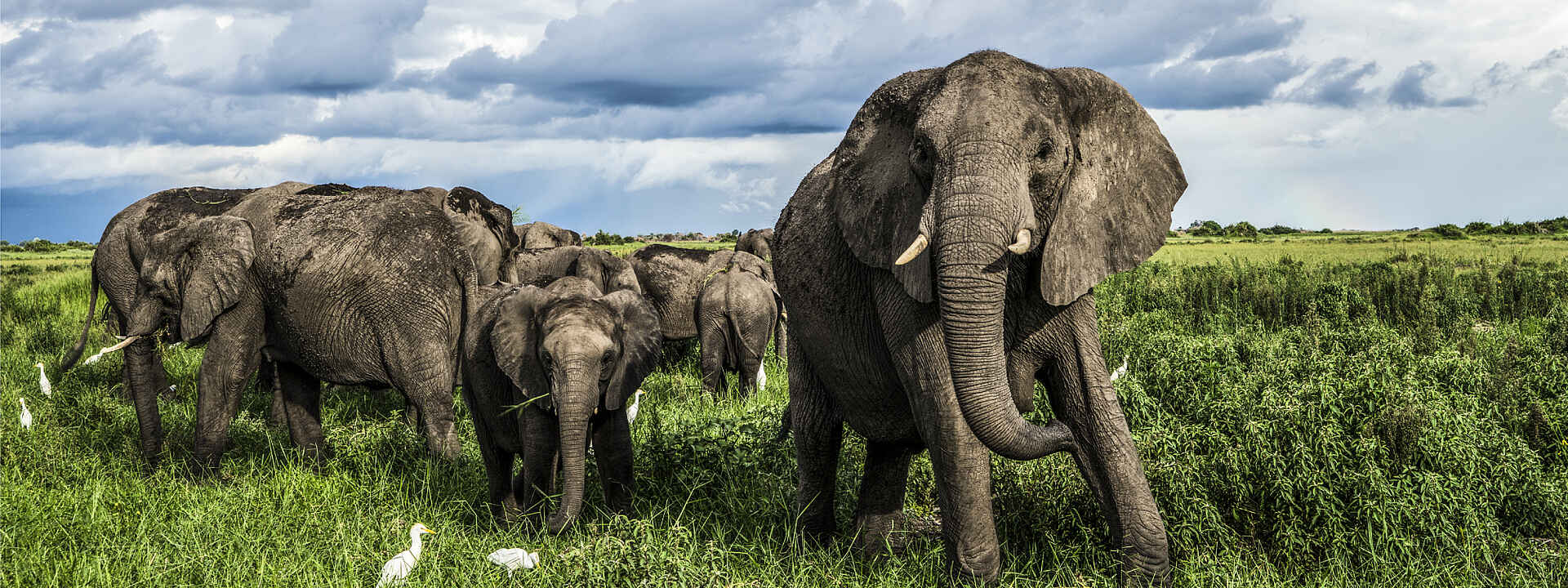 Duba Plains Camp: Elefanten