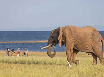 Fothergill Island Luxury Camp: Elefant