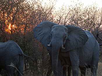 Ghoha Hills Savuti Lodge: Warmherzige Riesen