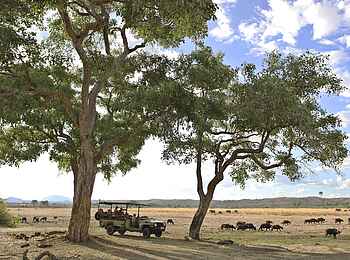 Jabali Ridge Camp: Büffel