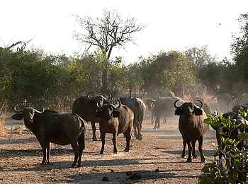 Kafunta River Lodge: Büffelherde