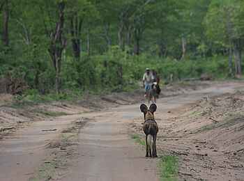 Kafunta River Lodge: Wildhund und Radfahrer