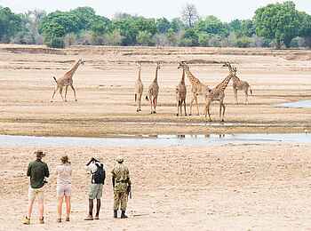 Kaingo Camp: Giraffen bei einer Walking Safari