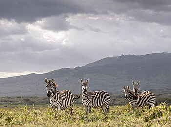 Loldia House: Zebras
