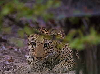 Luambe Camp: Ein Leopard auf der Lauer Luambe Camp: Ein Leopard auf der Lauer