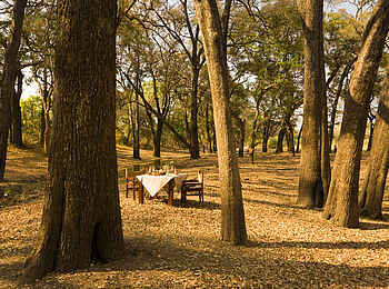 Luangwa River Camp: Dinner im Busch Luangwa River Camp: Dinner im Busch