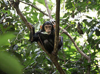 Mbali Mbali Mahale Lodge: Junges im Baum
