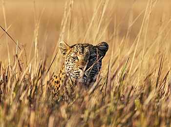 Mbamba: Ein Leopard im hohen Gras Mbamba: Ein Leopard im hohen Gras