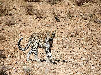 Rooiputs Lodge: Leopard