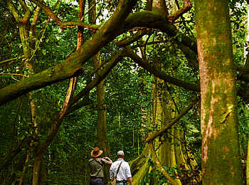 Rubondo Island Camp: Wanderung im Wald Rubondo Island Camp: Wanderung im Wald