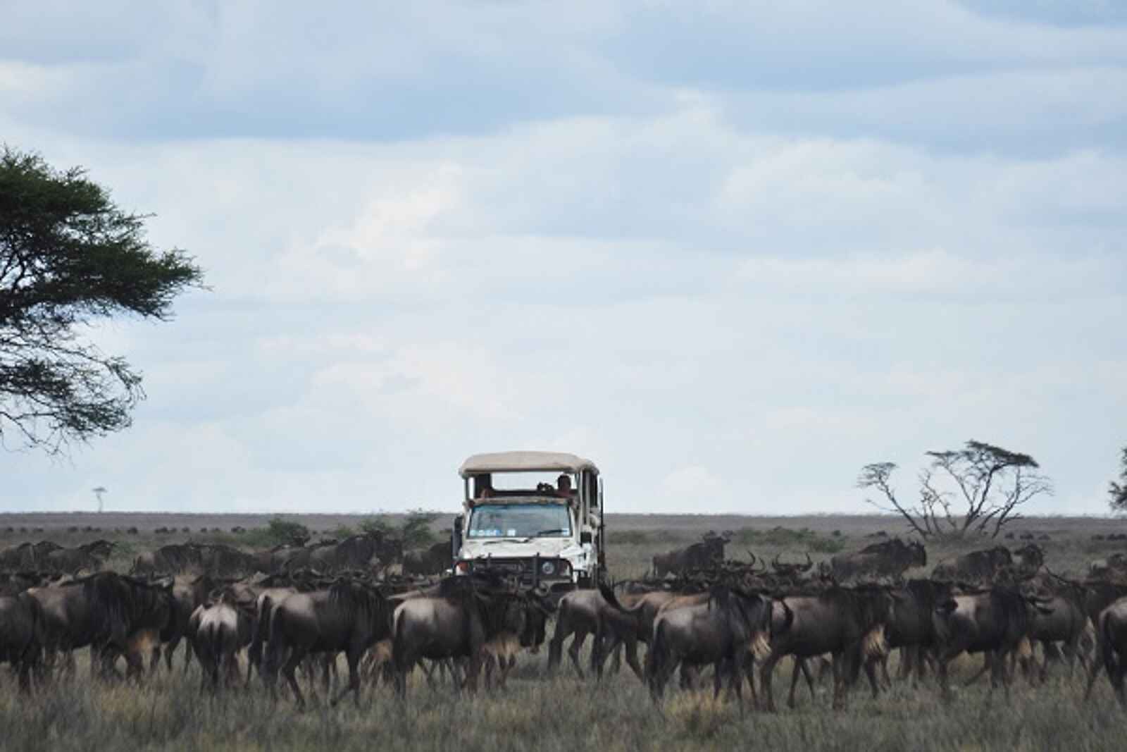 Sanctuary Serengeti Migration Camp: Game Drive Sanctuary Serengeti Migration Camp: Game Drive