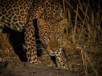 Shawa Luangwa Camp: Leopard Shawa Luangwa Camp: Leopard
