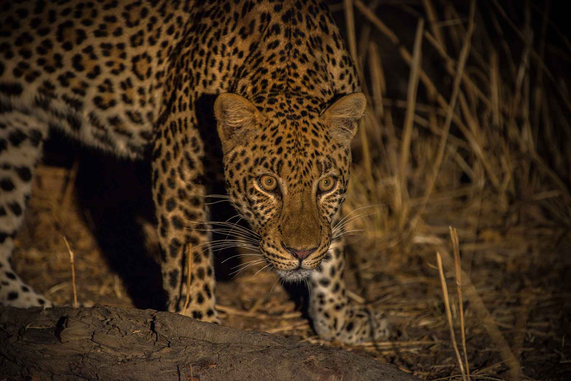 Shawa Luangwa Camp: Leopard
