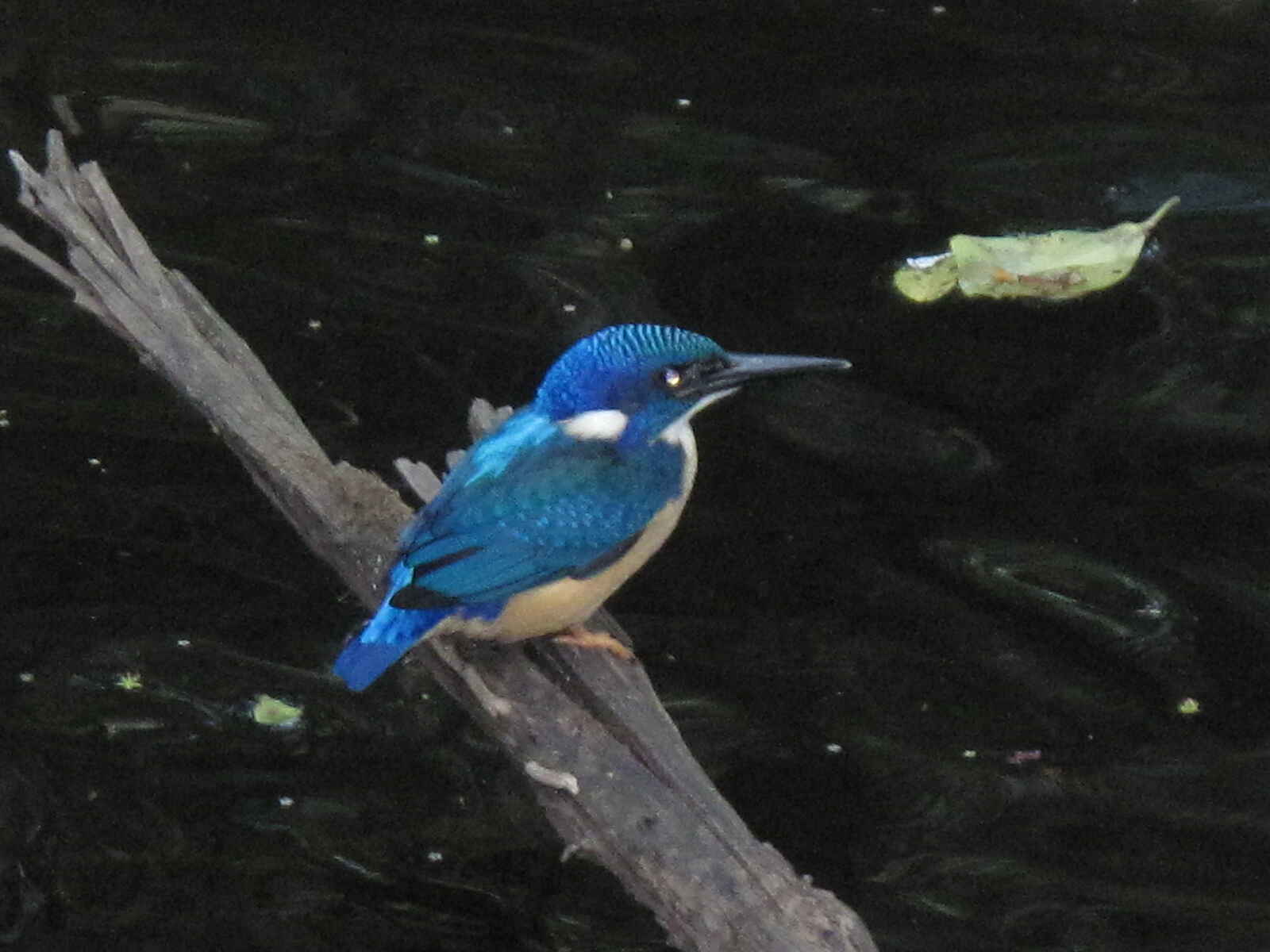 Frog and Fern Cottages: Half-collared Kingfisher Frog and Fern Cottages: Half-collared Kingfisher