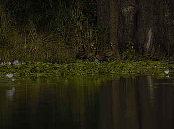 Ingwe Pan Camp: Witwenpfeifgänse Ingwe Pan Camp: Witwenpfeifgänse