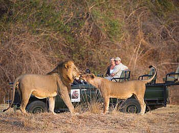Lion Camp: Löwenpärchen