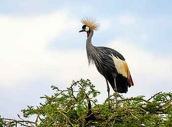 Magashi Camp: Ein Kronenkranich