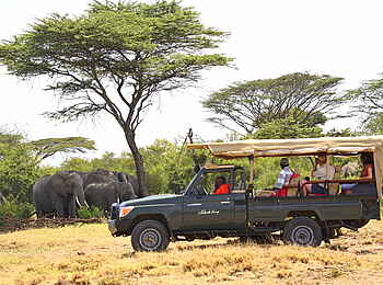 Naboisho Camp: Elefantenherde