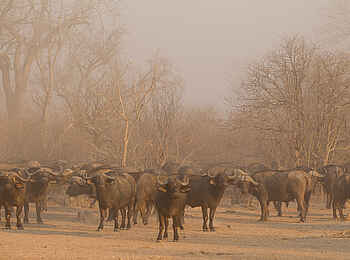 Nkonzi Bush Camp: Büffelherde Nkonzi Bush Camp: Büffelherde