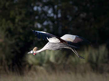 Ntemwa Busanga Bushcamp: Kronenkranich
