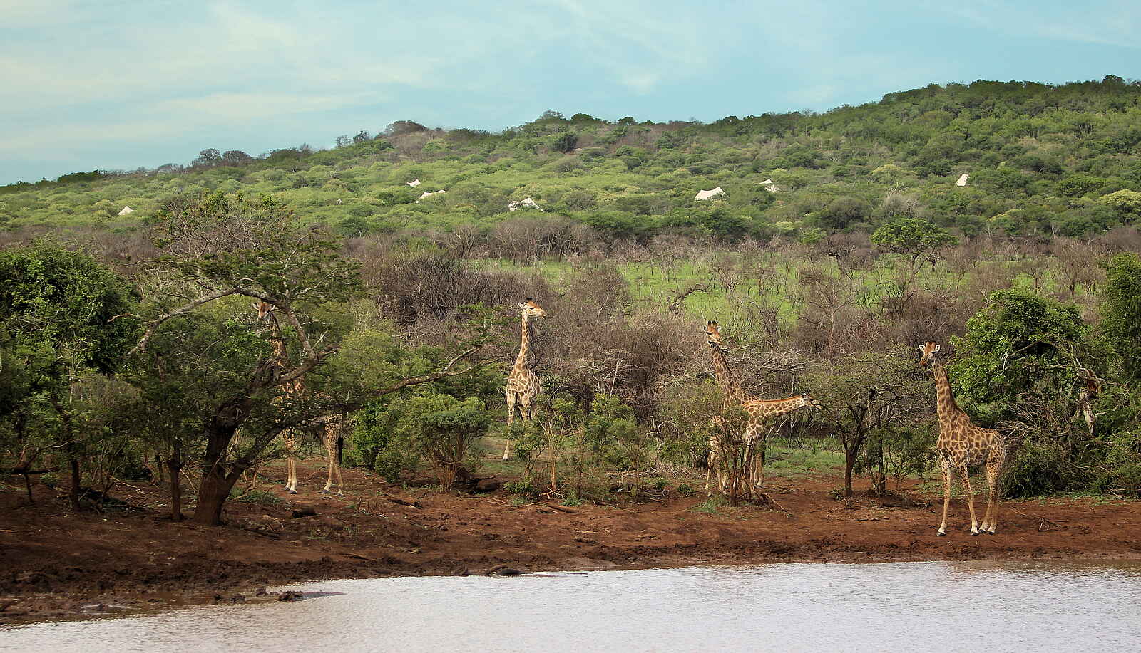 Thanda Tented Camp: Giraffen vor dem Camp Thanda Tented Camp: Giraffen vor dem Camp