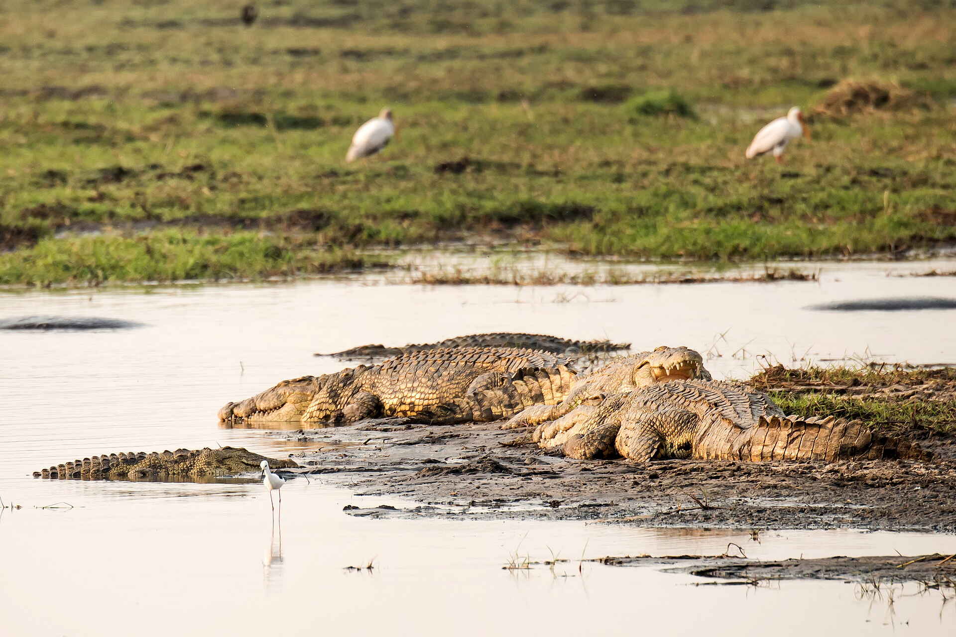Chisa Busanga Camp: Krokodile