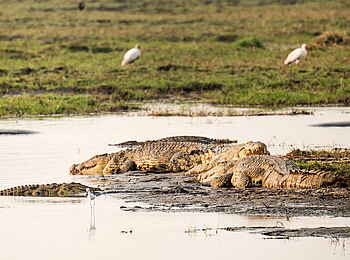 Chisa Busanga Camp: Krokodile