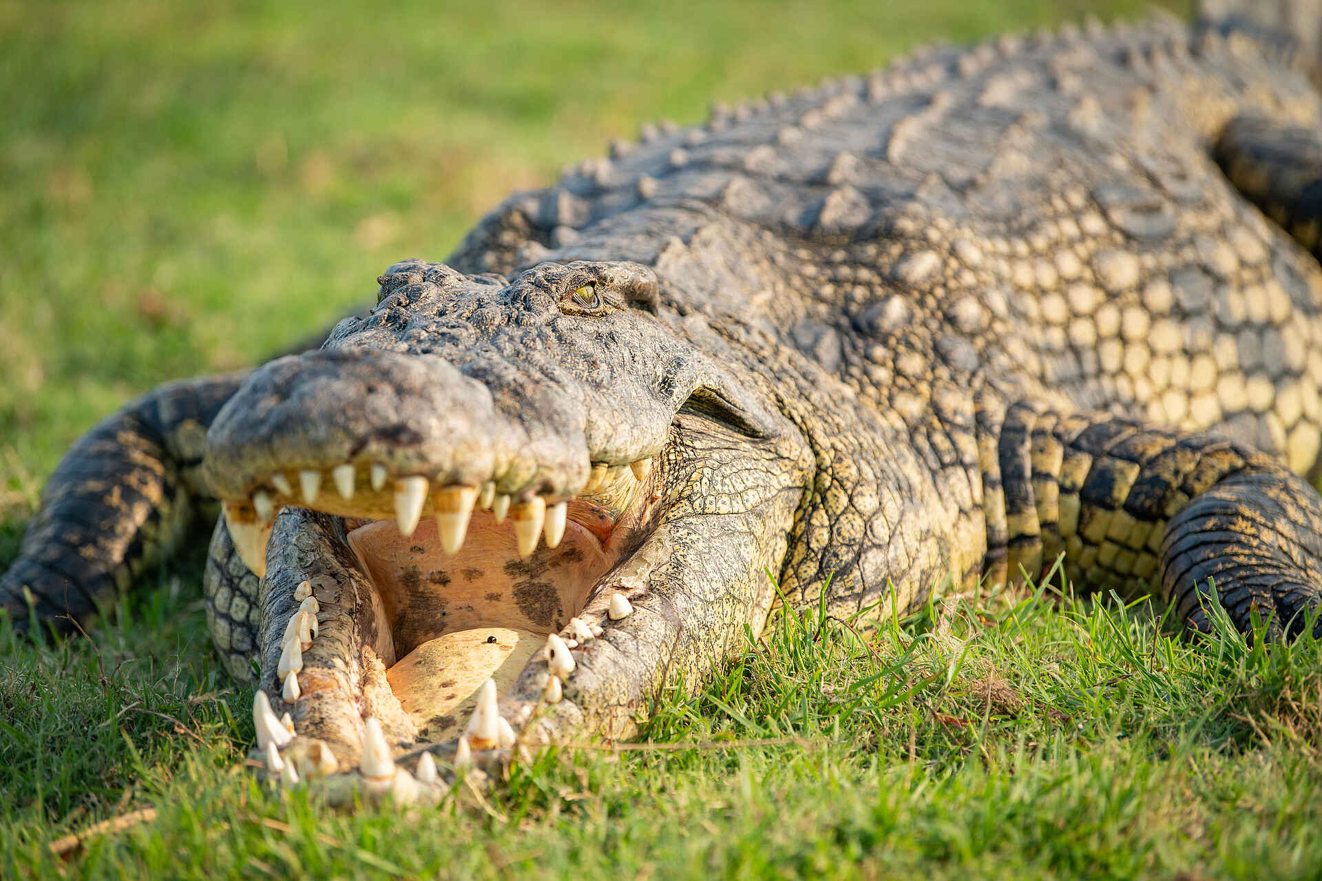 Chobe Water Villas: Krokodil