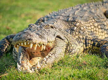 Chobe Water Villas: Krokodil